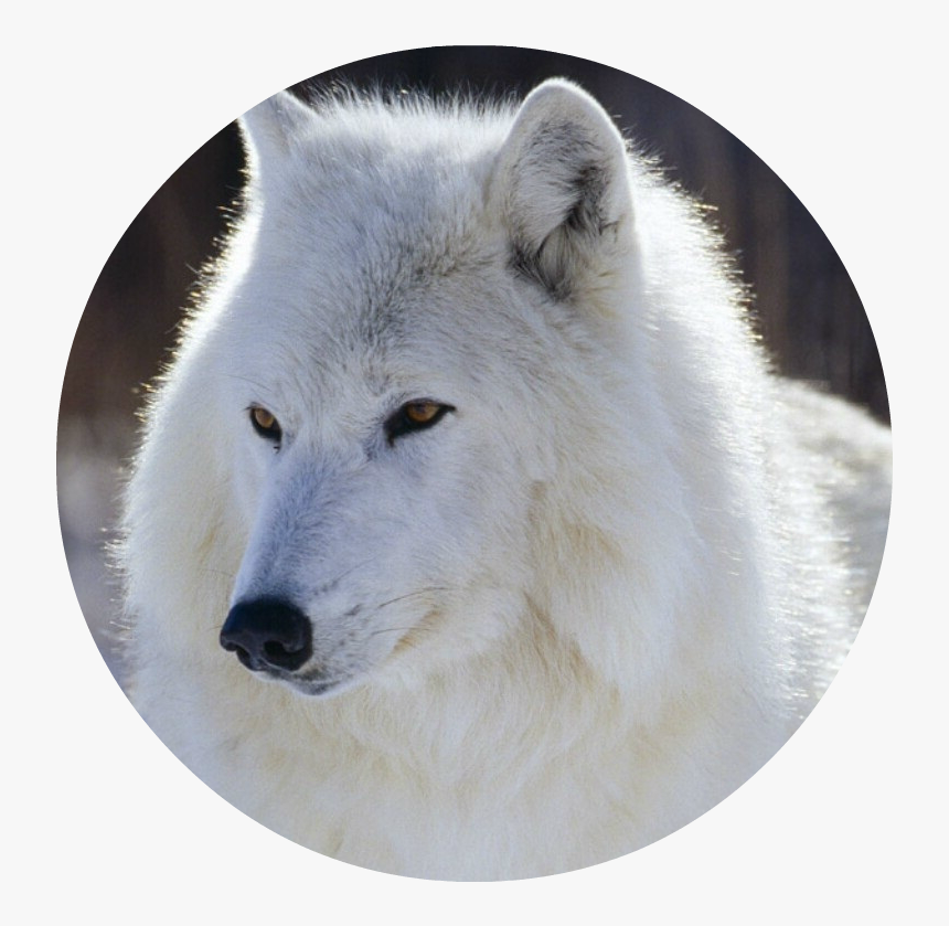 Detail White Wolf Transparent Nomer 35