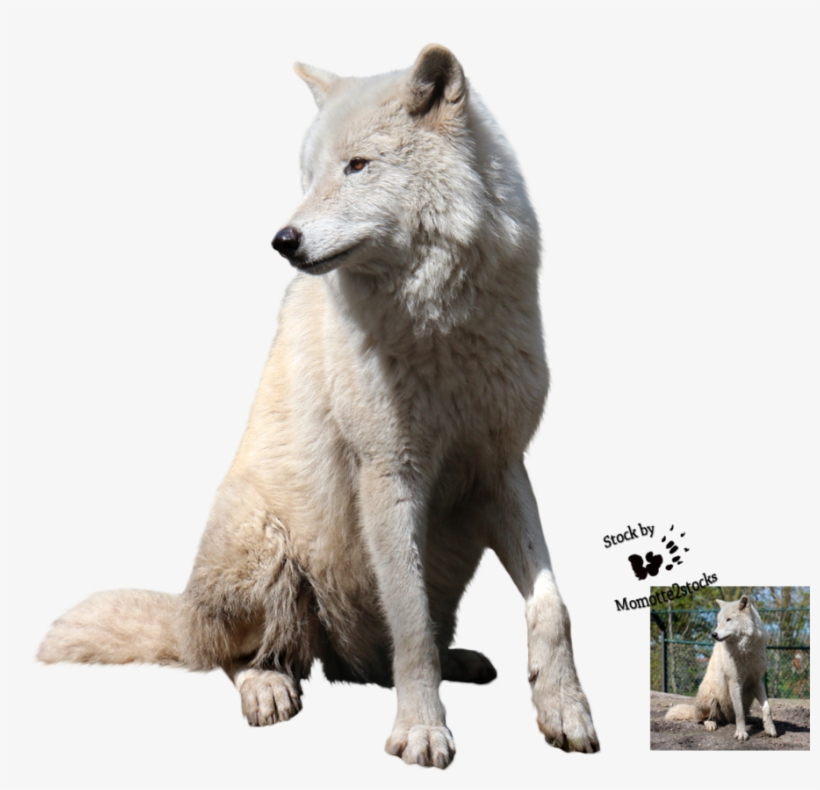 Detail White Wolf Transparent Nomer 36