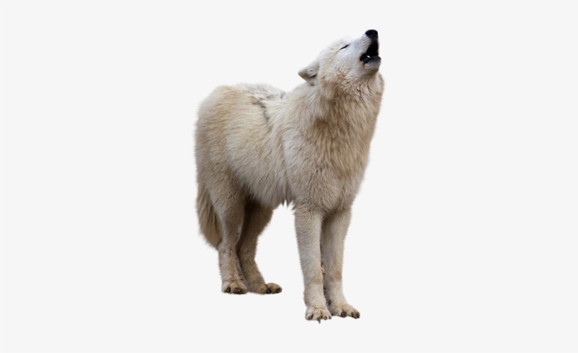 Detail White Wolf Transparent Nomer 39