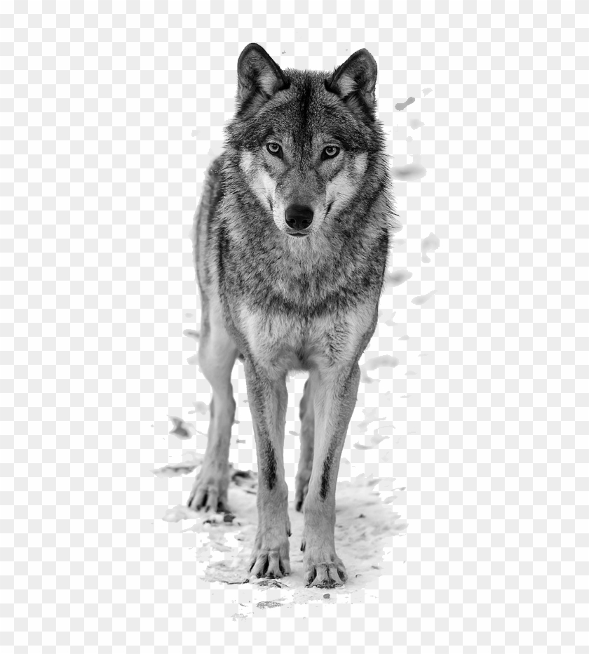 Detail White Wolf Transparent Nomer 40