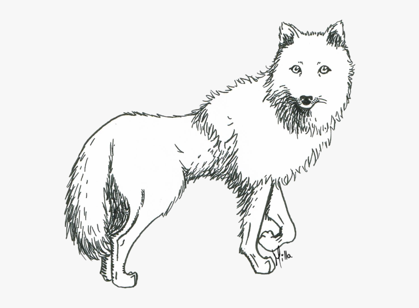 Detail White Wolf Transparent Nomer 41