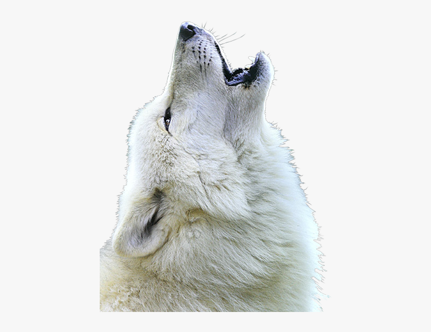 Detail White Wolf Transparent Nomer 45