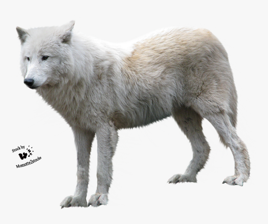 Detail White Wolf Transparent Nomer 6