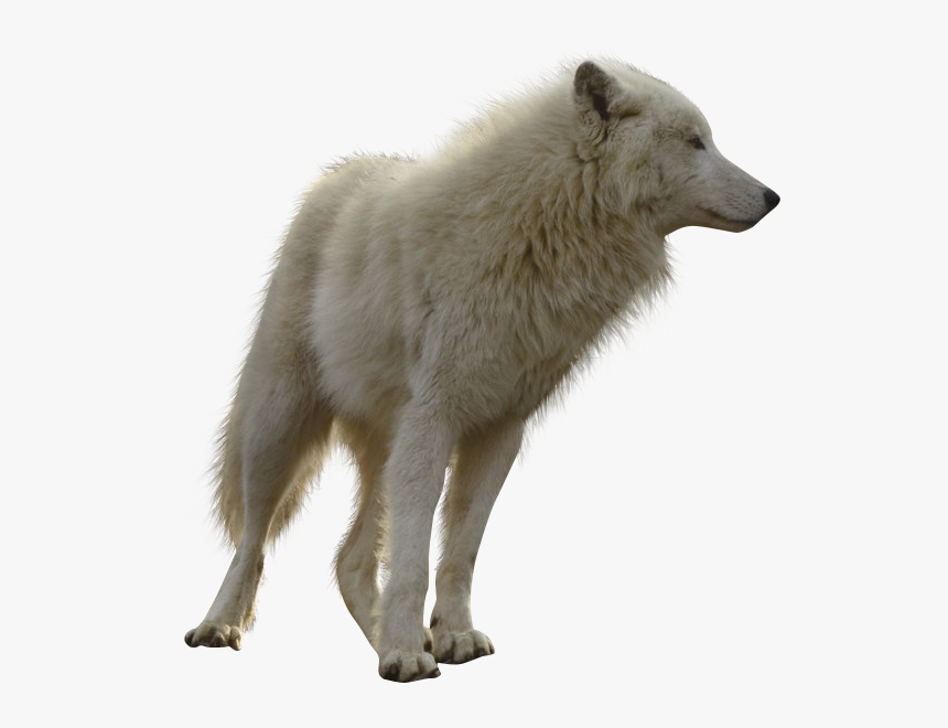 Detail White Wolf Transparent Nomer 9