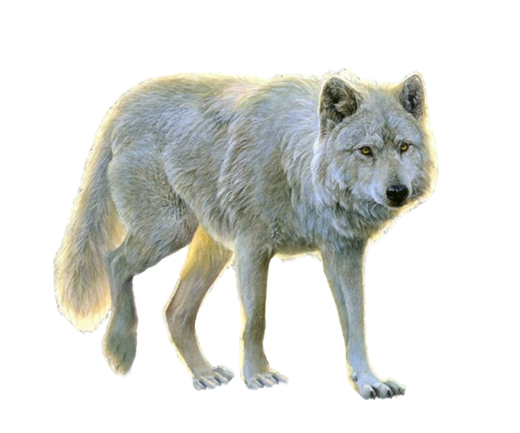 Detail White Wolf Transparent Nomer 10