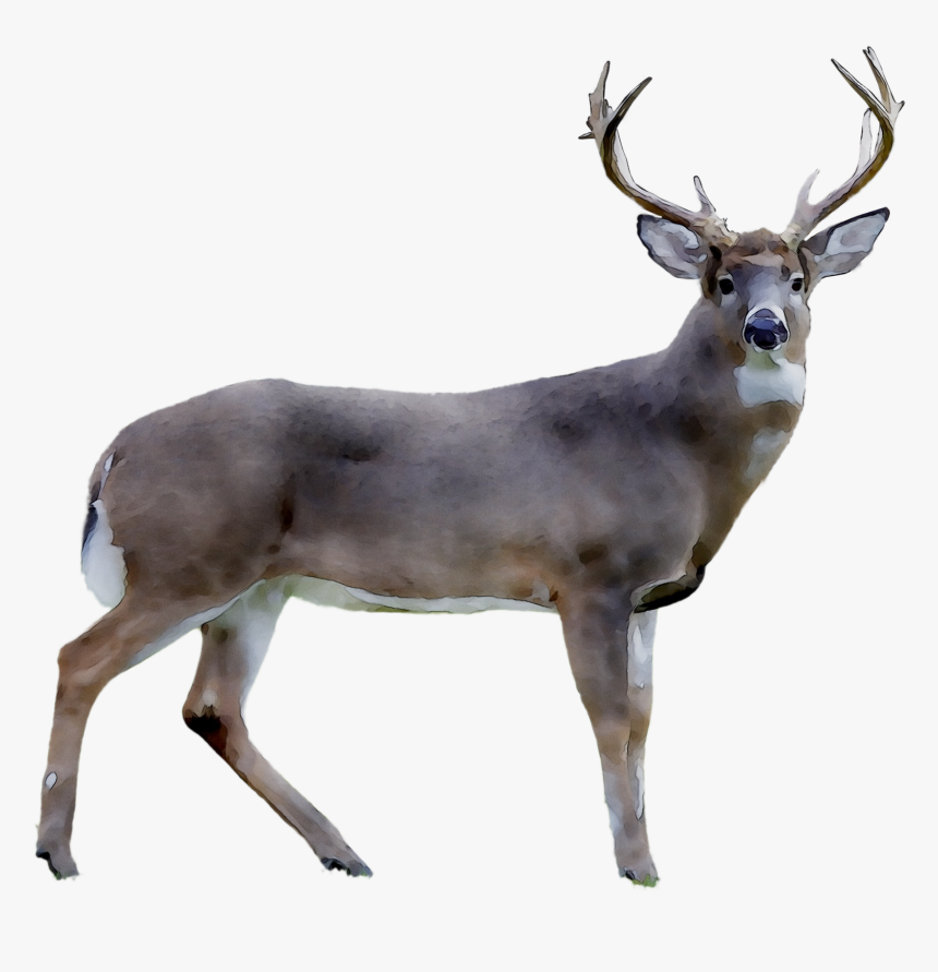 Detail Whitetail Deer Png Nomer 14