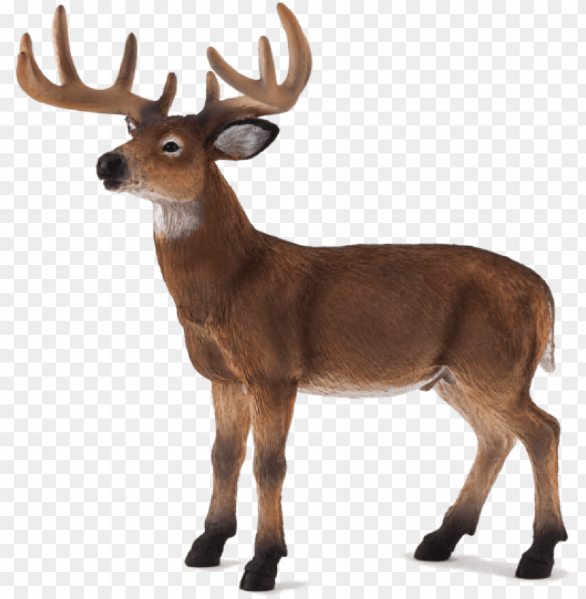 Detail Whitetail Deer Png Nomer 33