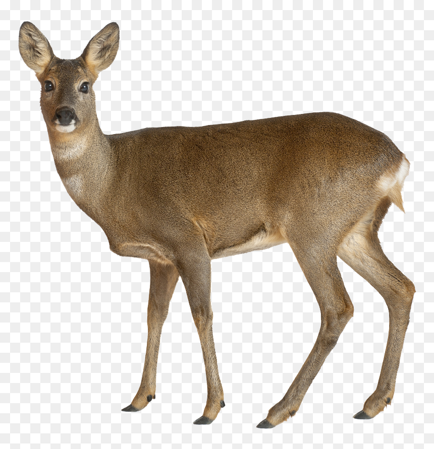 Detail Whitetail Deer Png Nomer 35