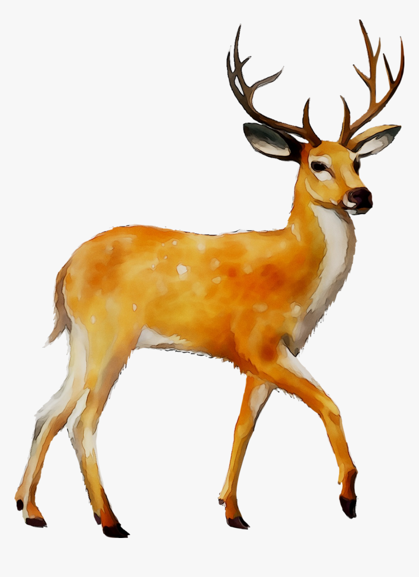 Detail Whitetail Deer Png Nomer 53
