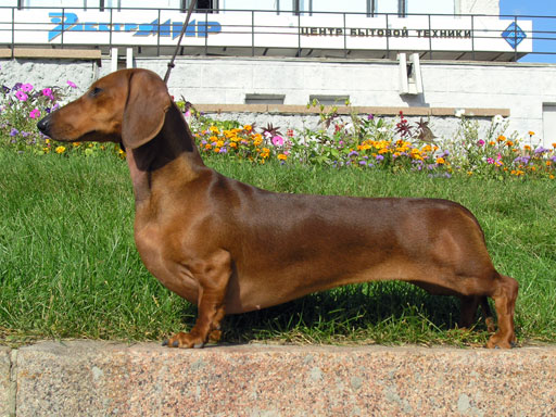 Wiener Dog Pics - KibrisPDR