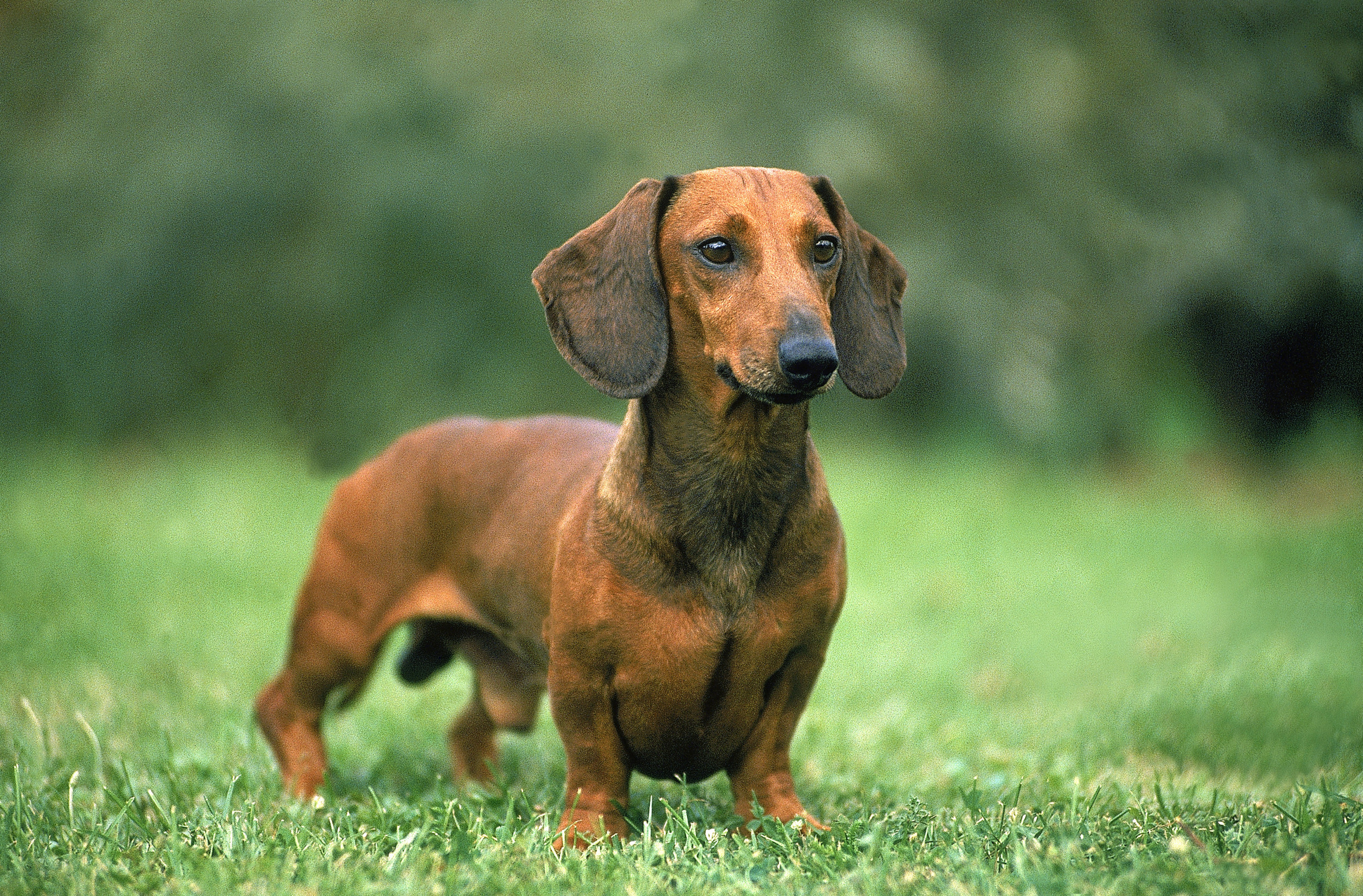 Detail Wiener Dog Pics Nomer 2