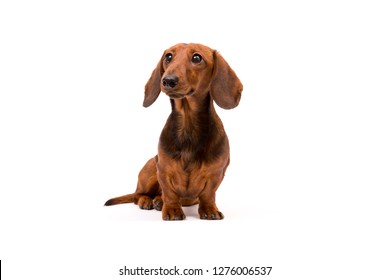 Detail Wiener Dog Pics Nomer 27