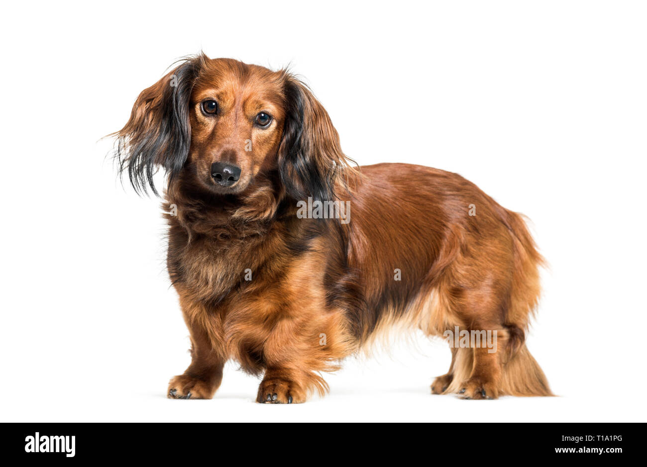 Detail Wiener Dog Pics Nomer 49