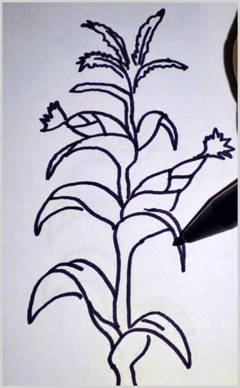 Detail Sketsa Gambar Tanaman Jagung Nomer 7