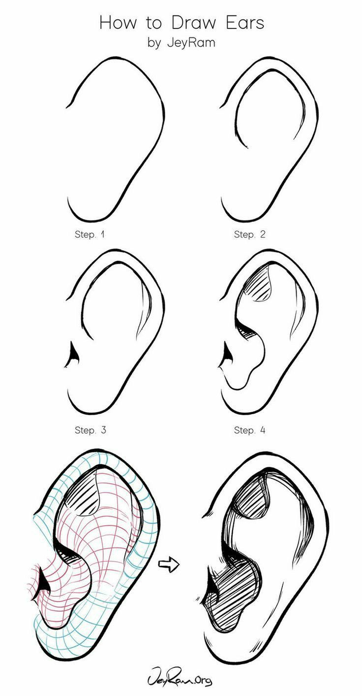 Detail Sketsa Gambar Telinga Nomer 11