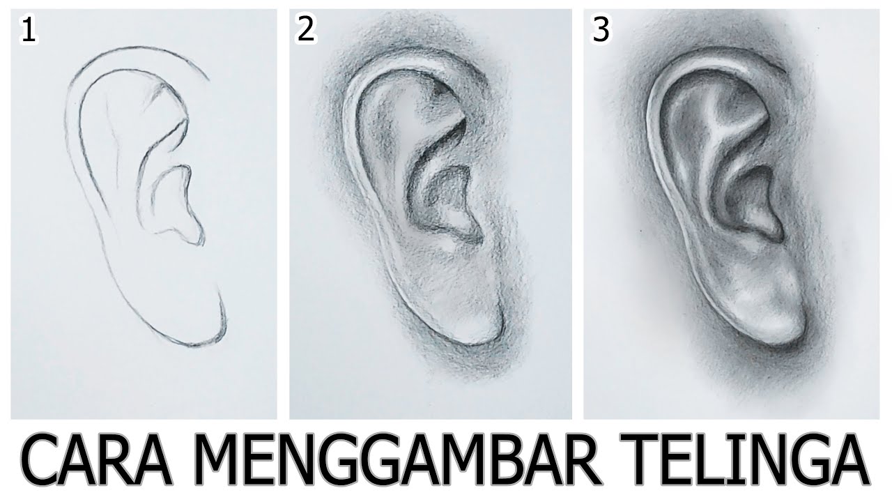 Detail Sketsa Gambar Telinga Nomer 25