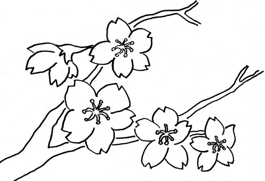 Detail Sketsa Gambar Vas Bunga Dan Bunganya Nomer 46