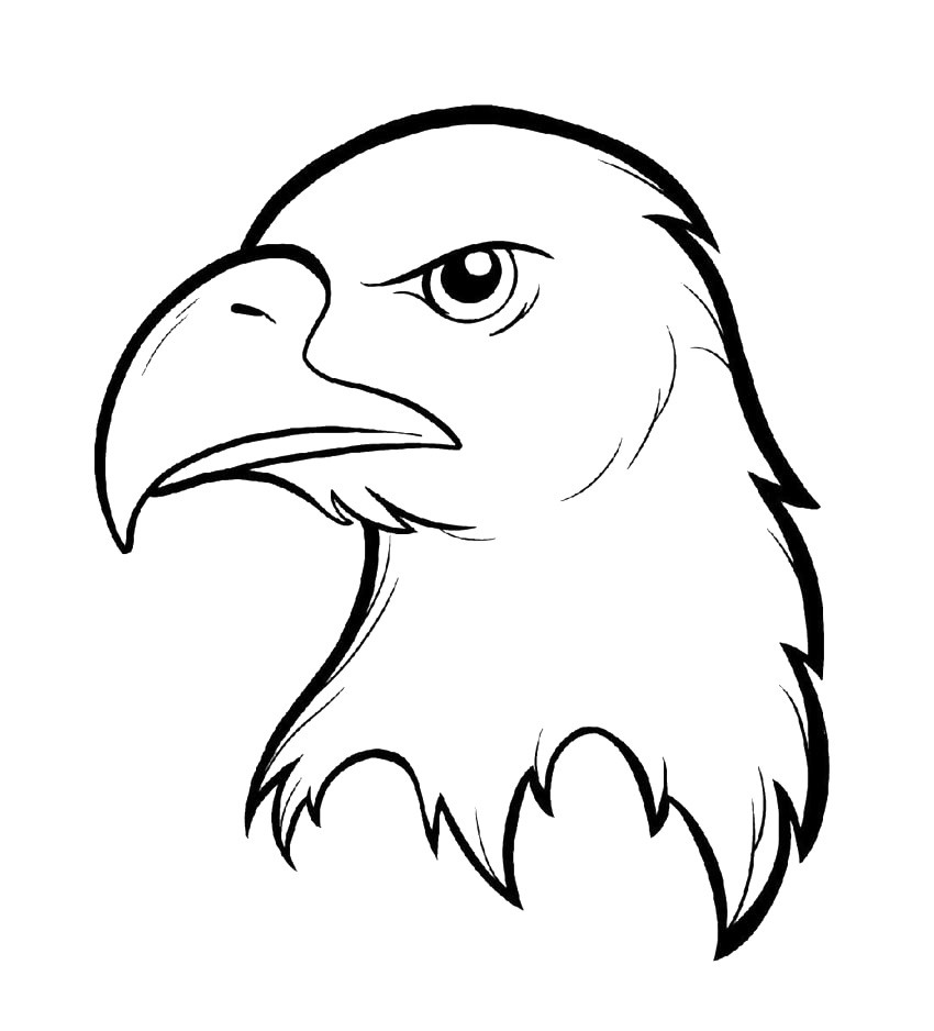 Detail Sketsa Gambar Wajah Burung Nomer 9