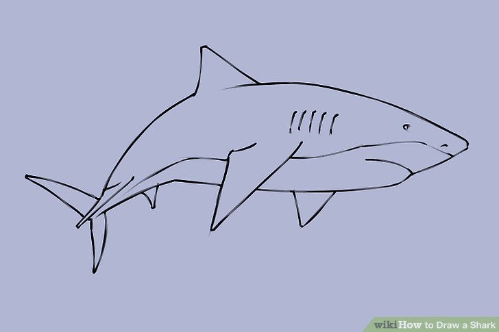 Detail Sketsa Ikan Hiu Nomer 44