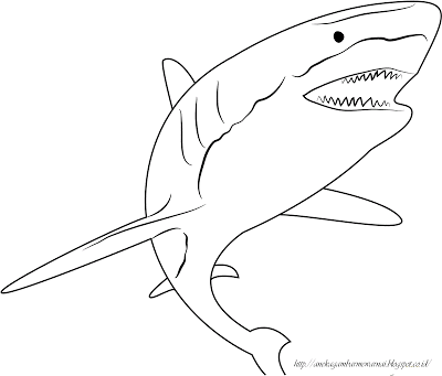 Detail Sketsa Ikan Hiu Nomer 7