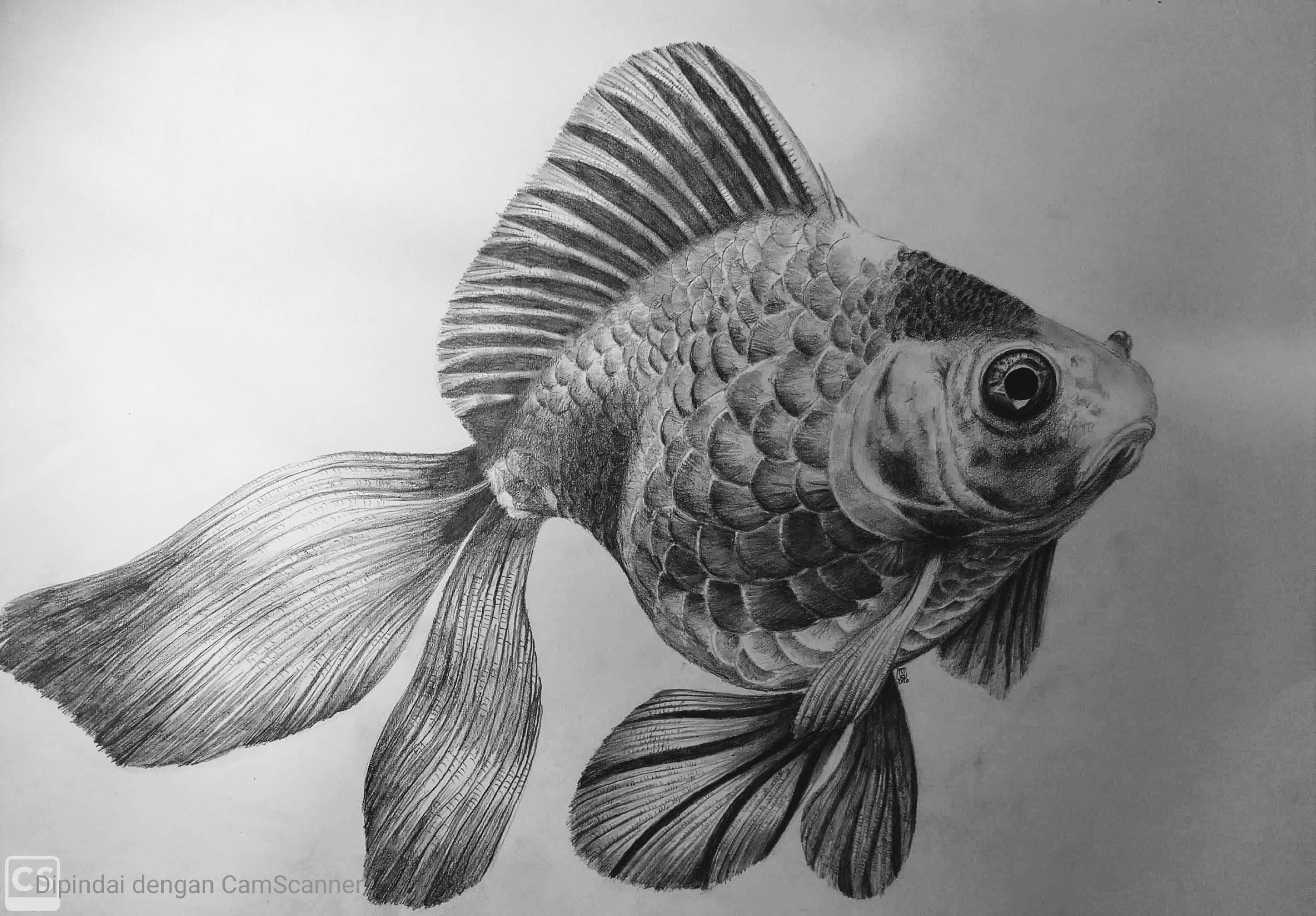 Detail Sketsa Ikan Mas Nomer 14