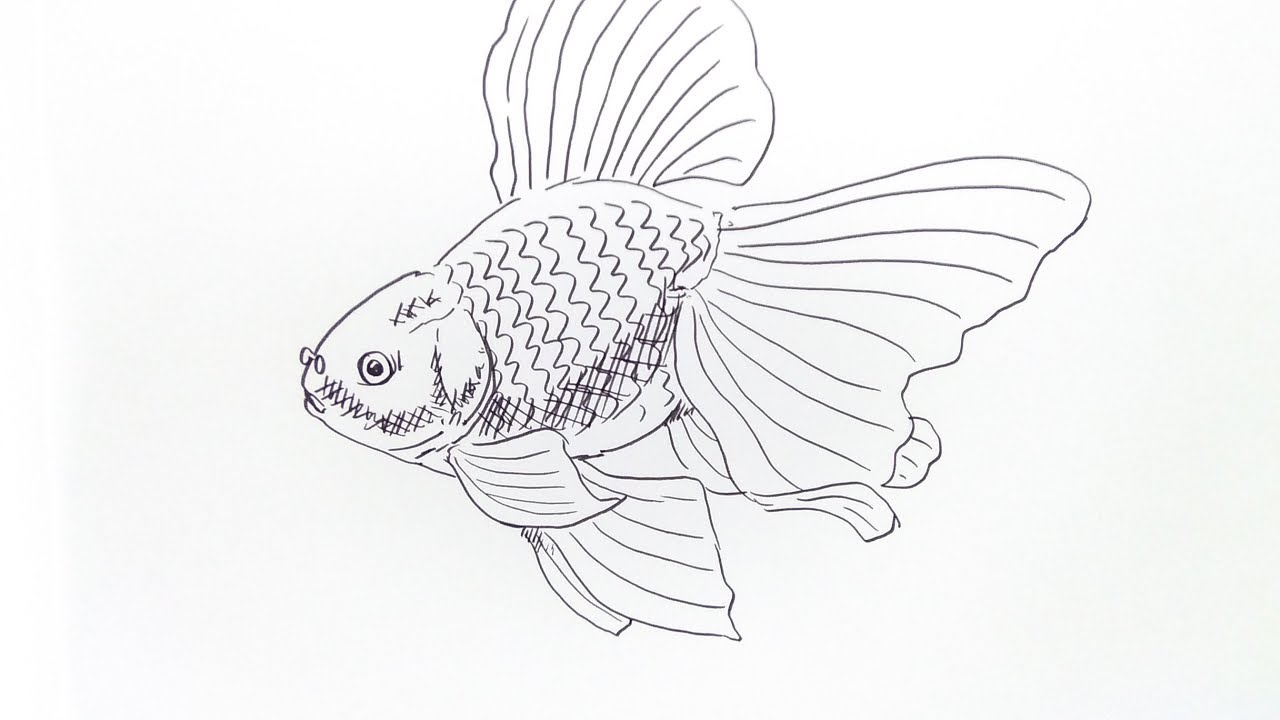 Detail Sketsa Ikan Mas Nomer 23
