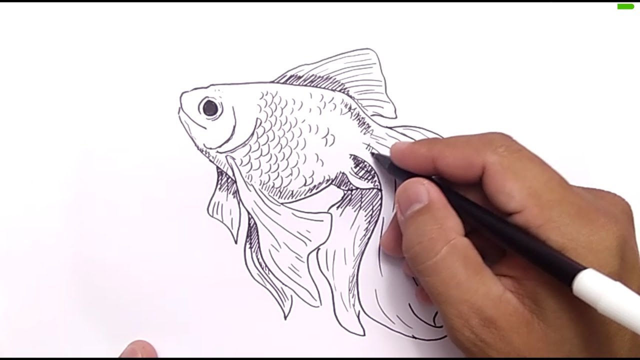 Detail Sketsa Ikan Mas Nomer 44