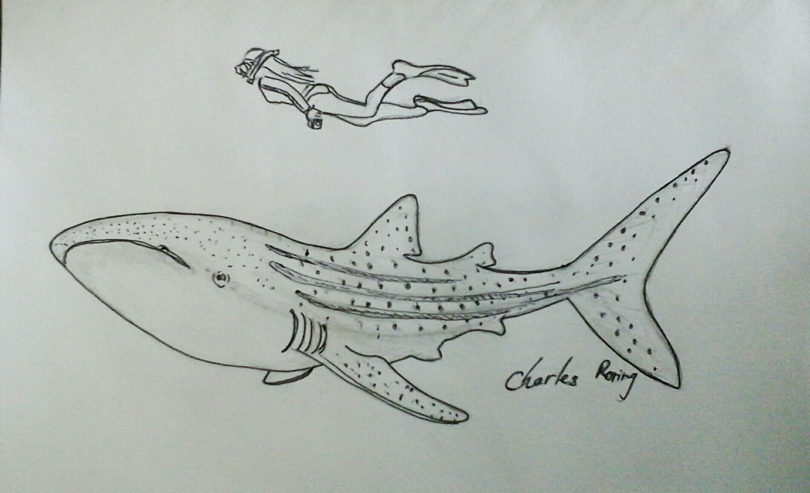 Detail Sketsa Ikan Paus Nomer 33