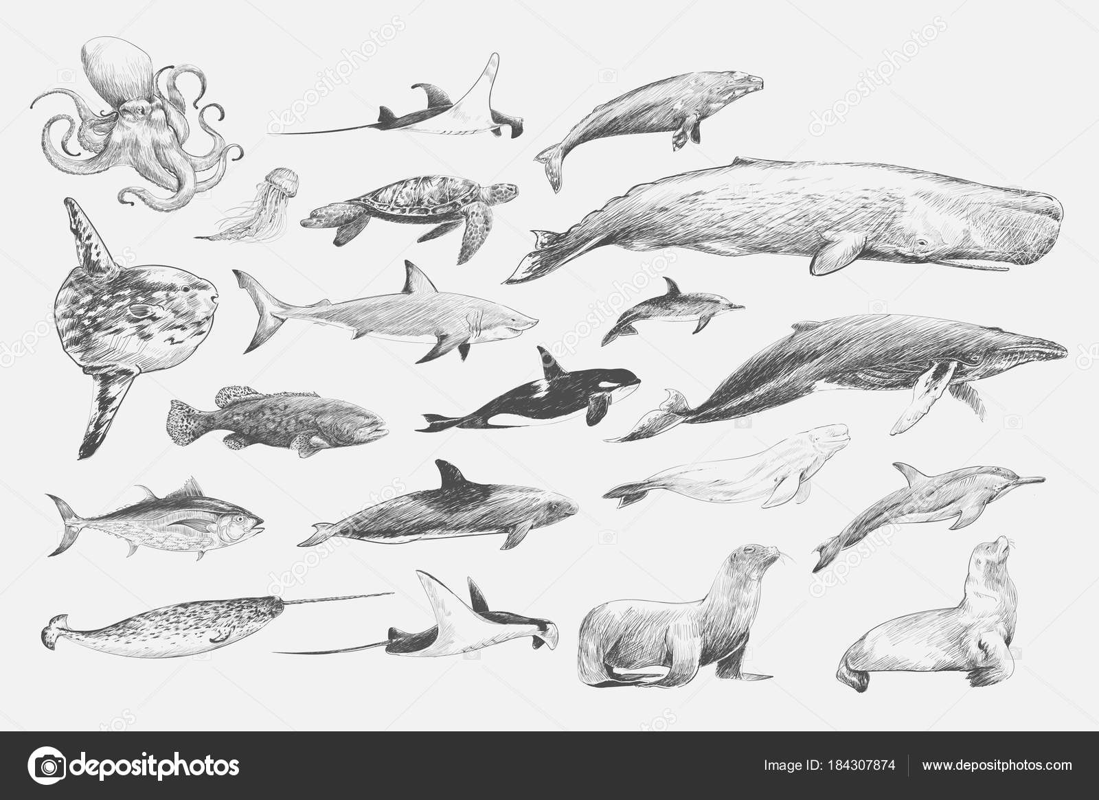 Detail Sketsa Ikan Paus Nomer 10