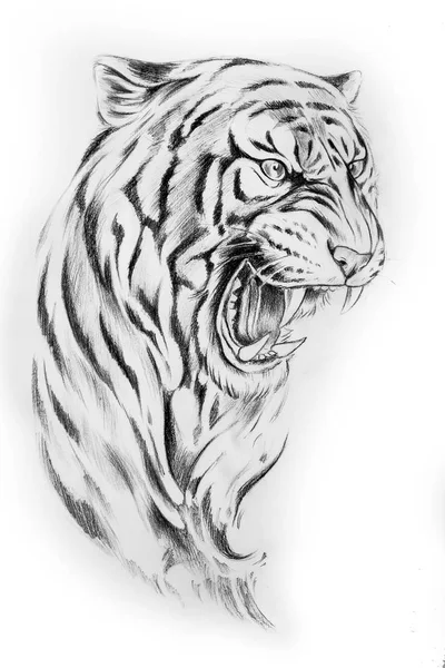 Detail Sketsa Kepala Harimau Nomer 4