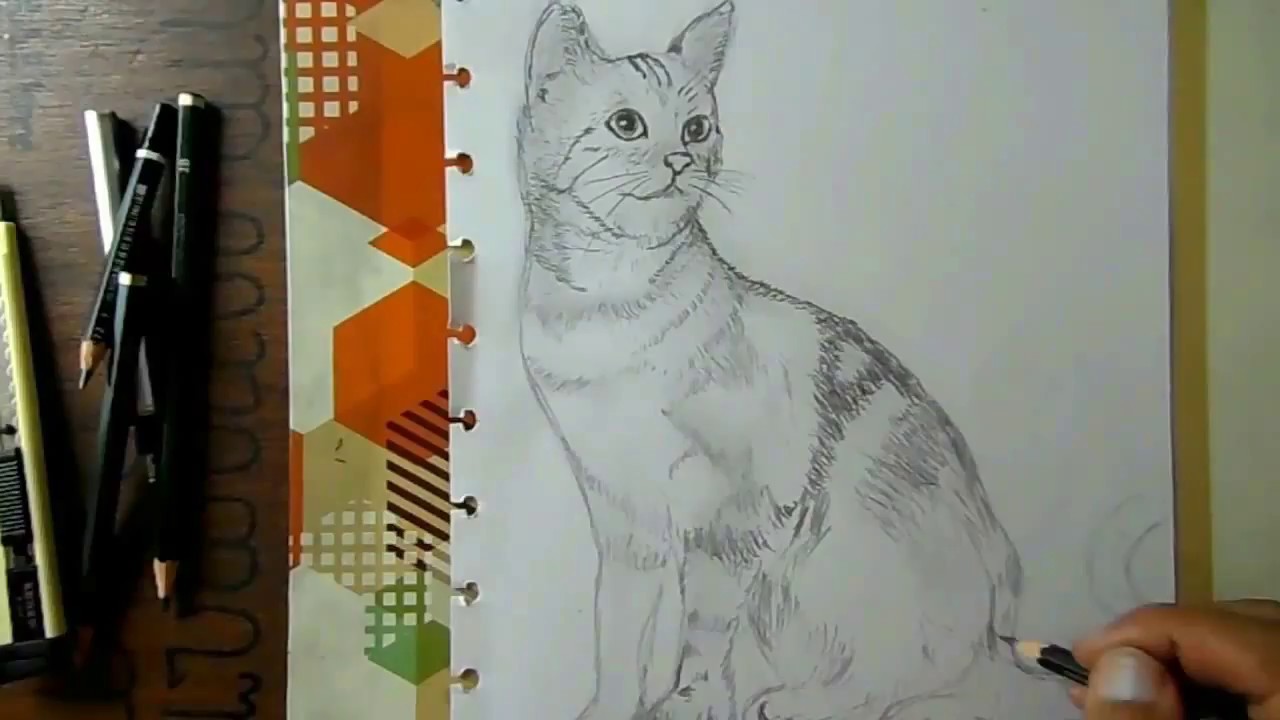 Detail Sketsa Kucing Anggora Nomer 15