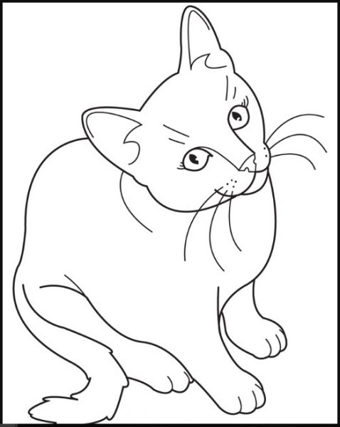 Detail Sketsa Kucing Anggora Nomer 20