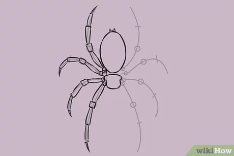 Detail Sketsa Laba Laba Nomer 22