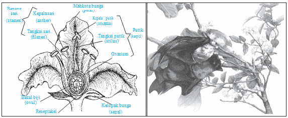 Detail Sketsa Paku Sarang Burung Nomer 30