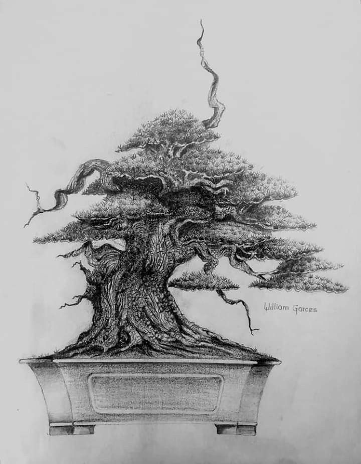 Detail Sketsa Pohon Bonsai Nomer 11