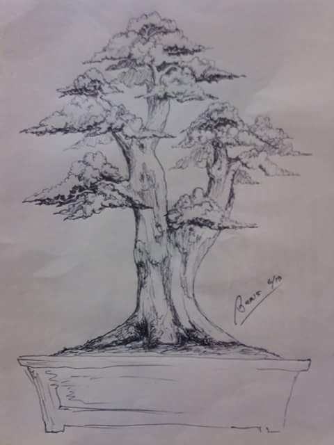 Detail Sketsa Pohon Bonsai Nomer 3