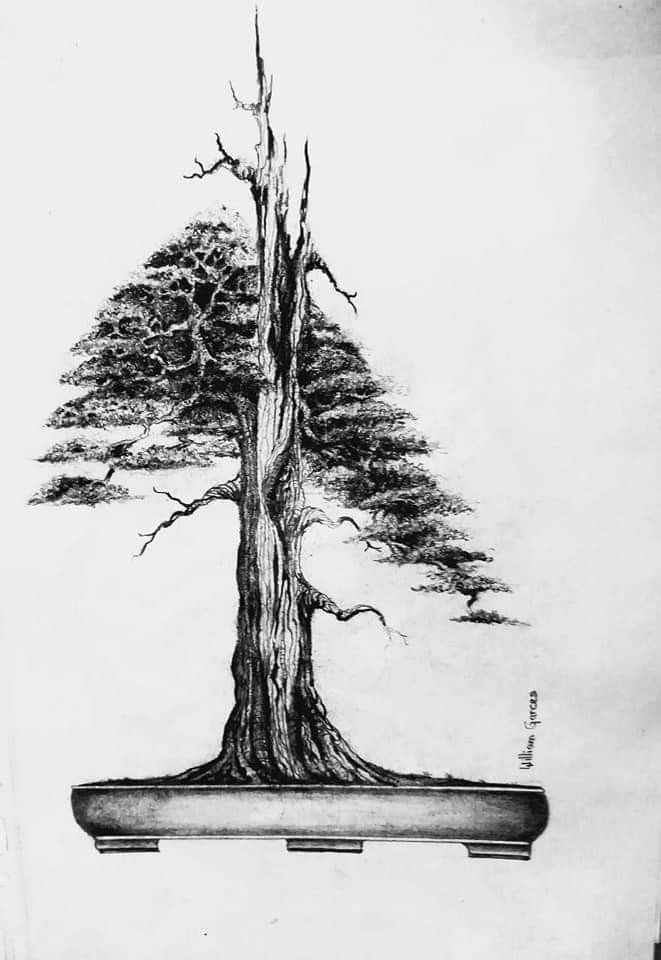 Download Sketsa Pohon Bonsai Nomer 6