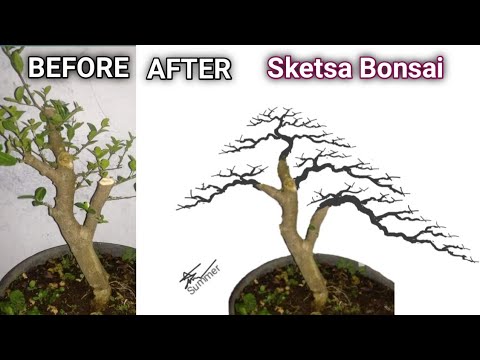 Download Sketsa Pohon Bonsai Nomer 50