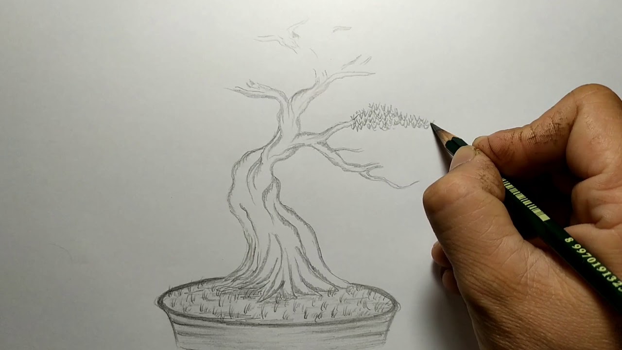 Detail Sketsa Pohon Bonsai Nomer 9