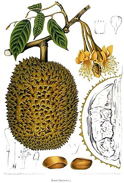 Detail Sketsa Pohon Durian Nomer 13
