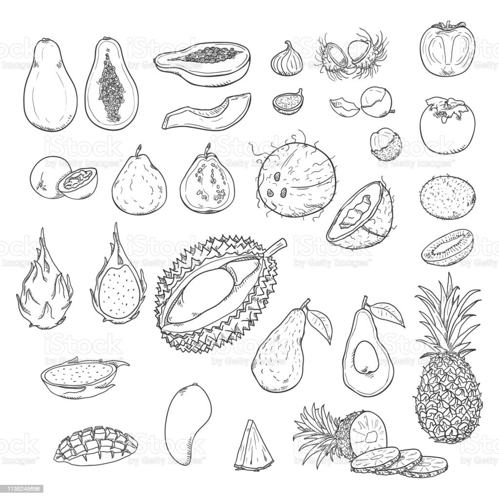 Detail Sketsa Pohon Durian Nomer 32