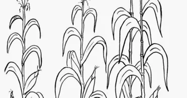 Detail Sketsa Pohon Jagung Nomer 16