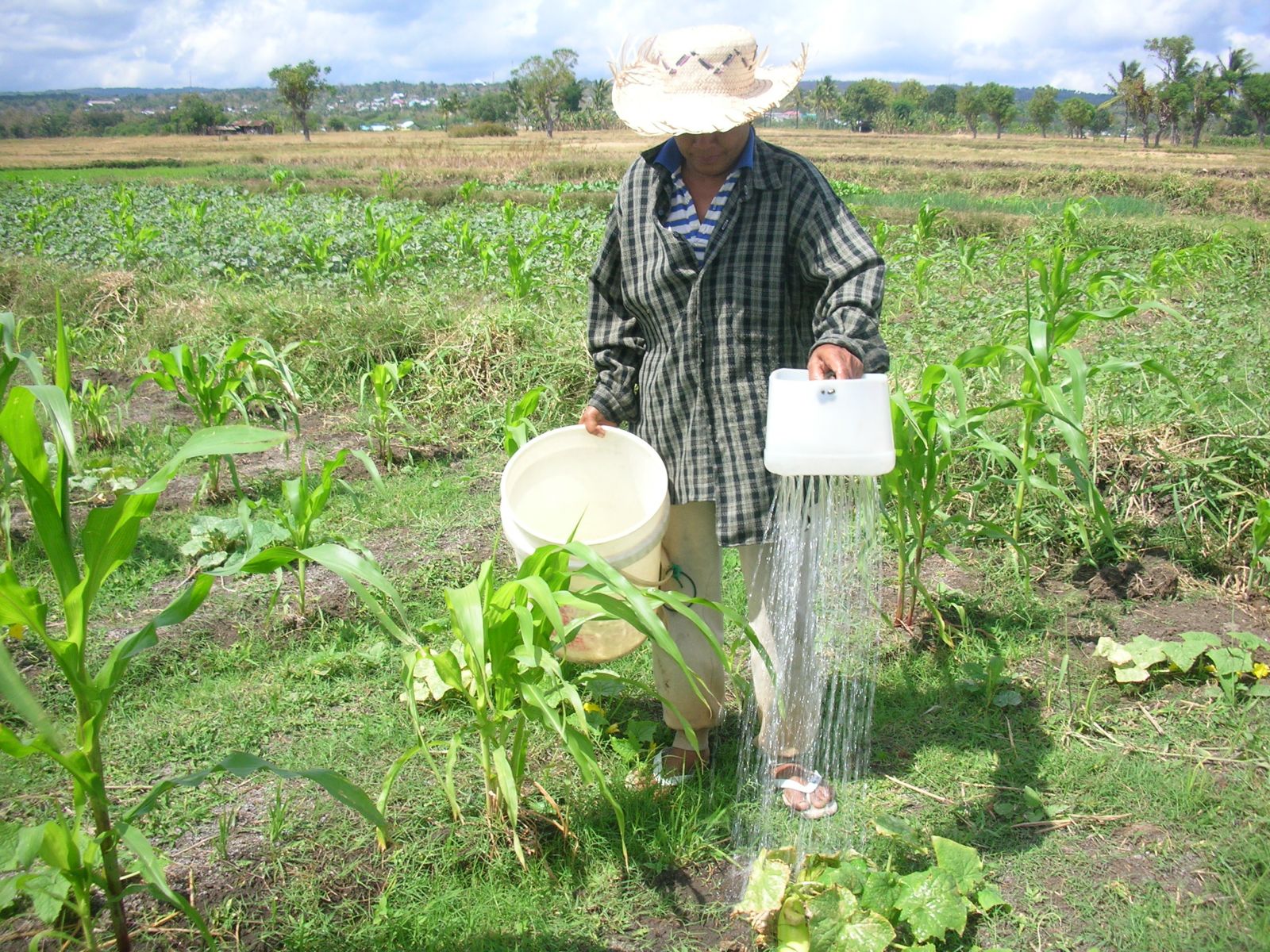 Detail Sketsa Pohon Jagung Nomer 30