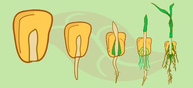 Detail Sketsa Pohon Jagung Nomer 34