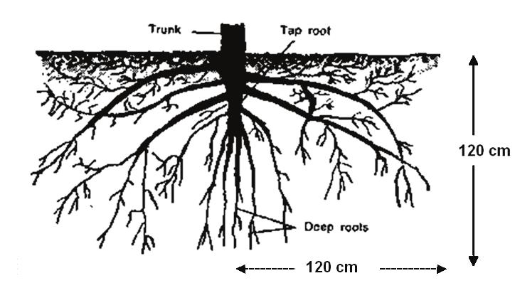 Detail Sketsa Pohon Kopi Nomer 46