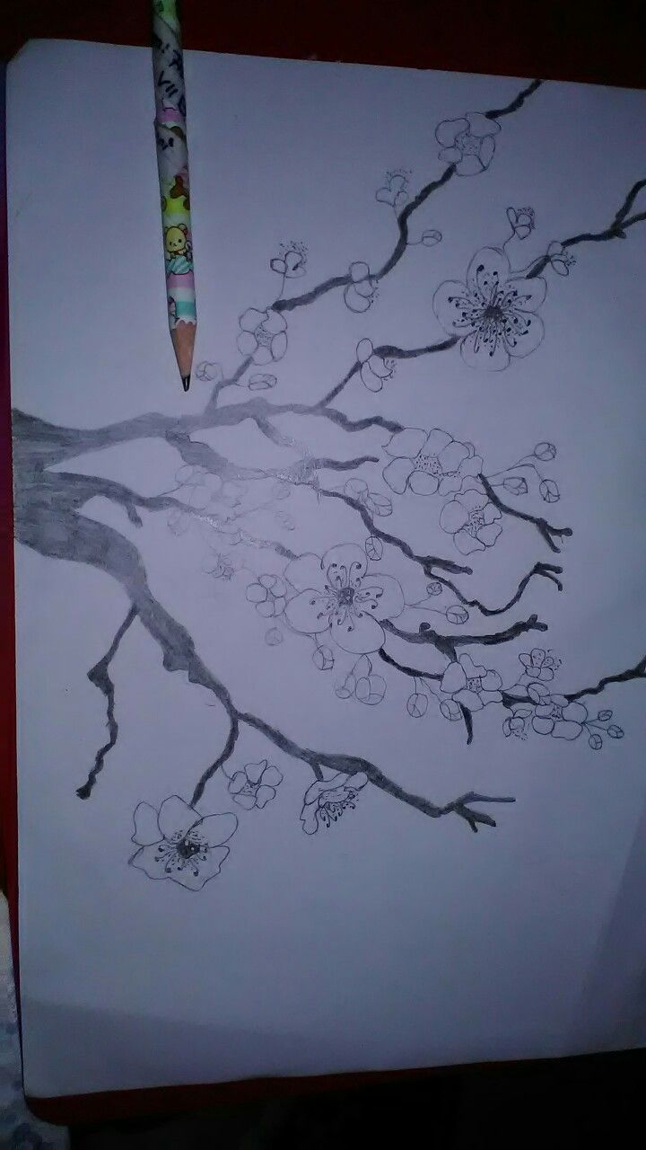 Detail Sketsa Pohon Sakura Nomer 4