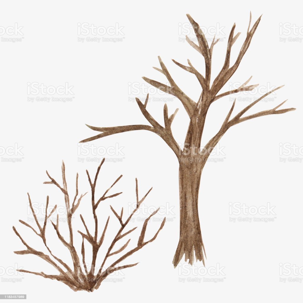 Detail Sketsa Pohon Tanpa Daun Nomer 11