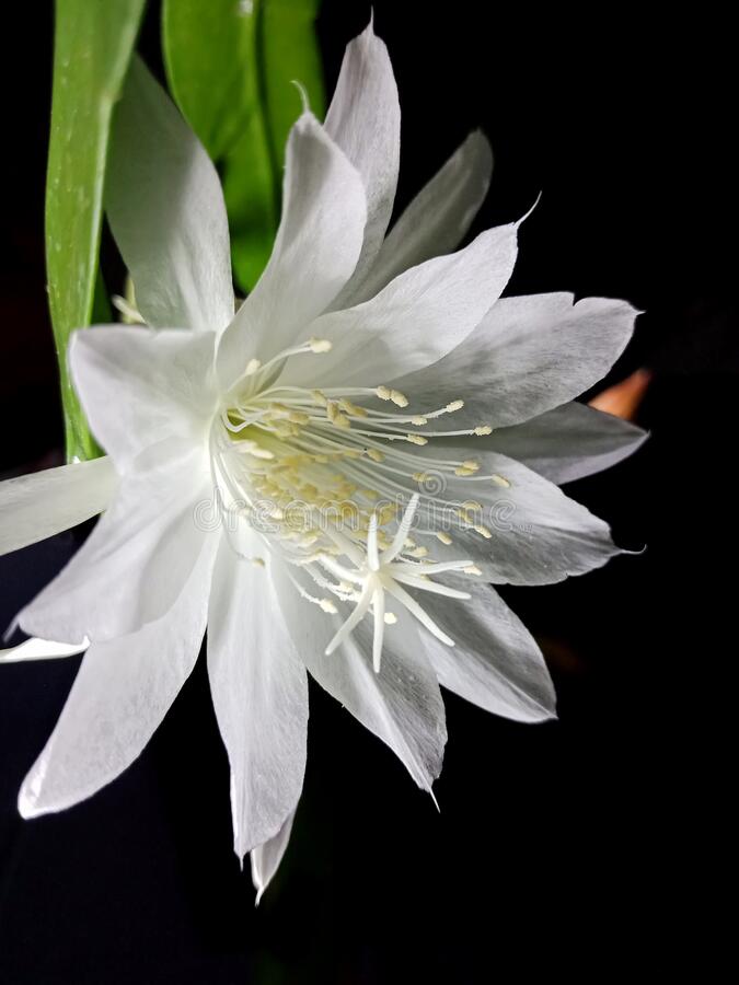 Wijaya Kusuma Flower - KibrisPDR