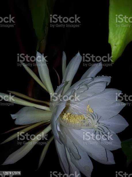Detail Wijaya Kusuma Flower Nomer 19