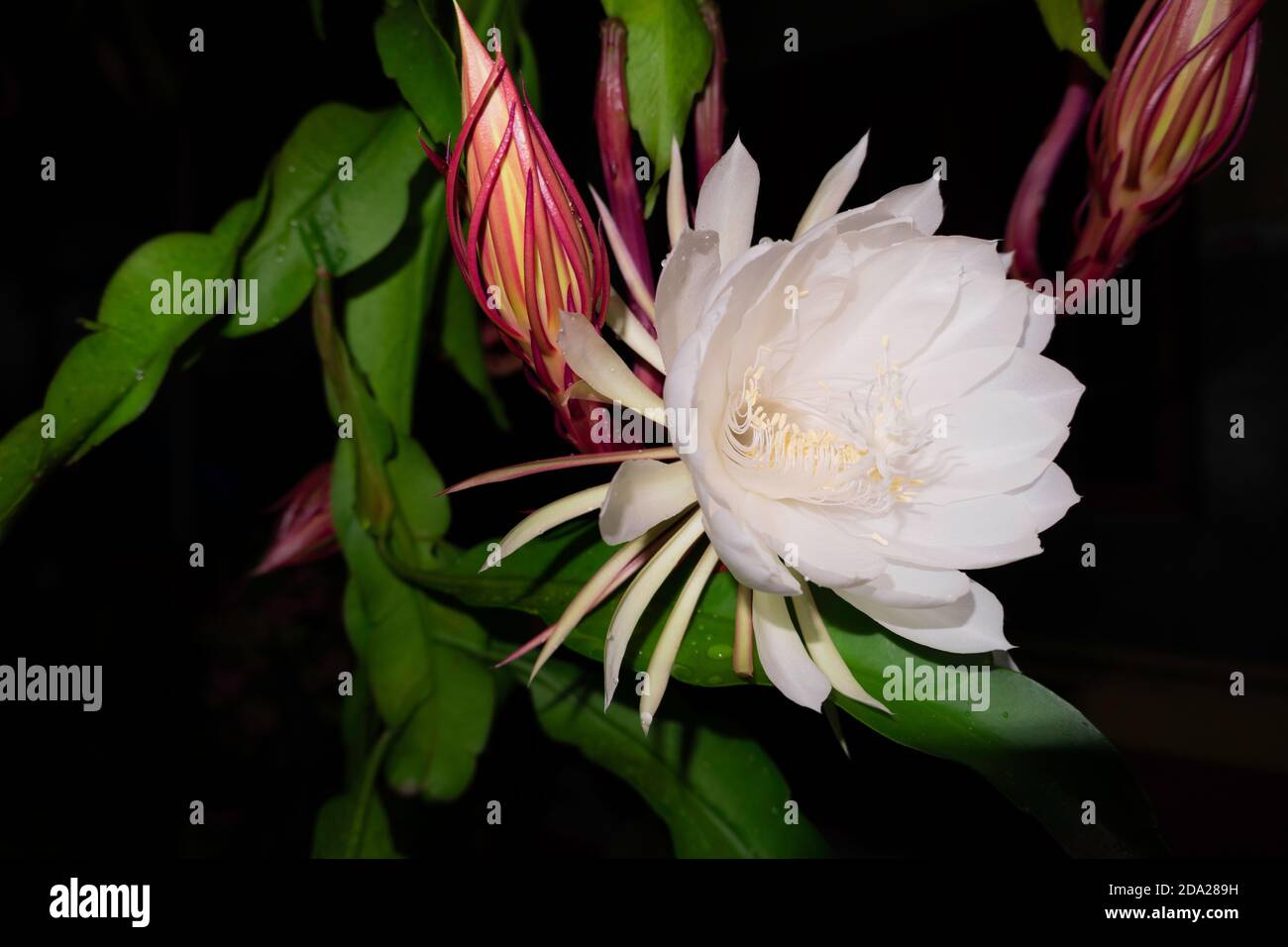Detail Wijaya Kusuma Flower Nomer 36